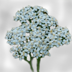 achillea
