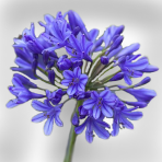 agapanthus