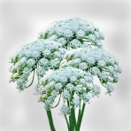 ammi majus