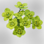 bupleurum