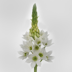 ornithogalum