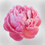 peony