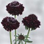 scabiosa