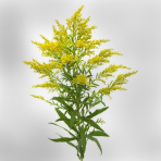 solidago
