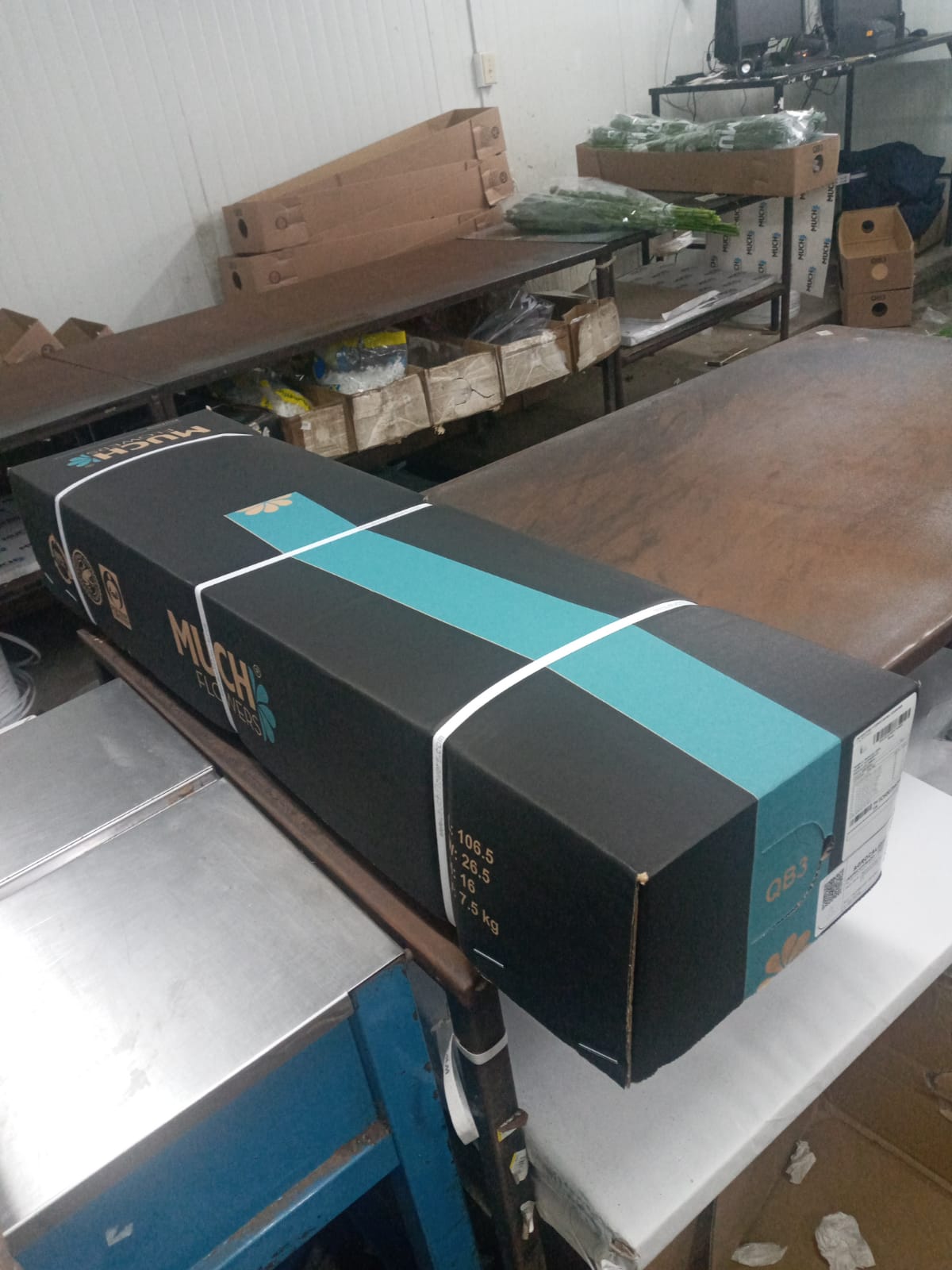 Alstroemeria 0,25 (QB)