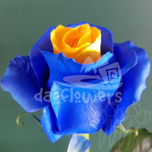 PX 20 Yellow Blue PNT