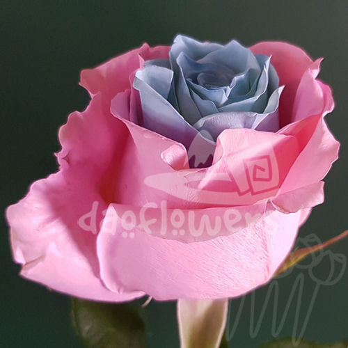 PX 17 Lgt Blue Pink PNT