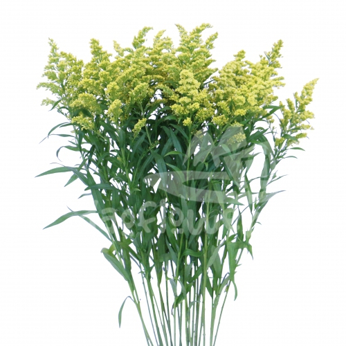 solidago golden mardi grass