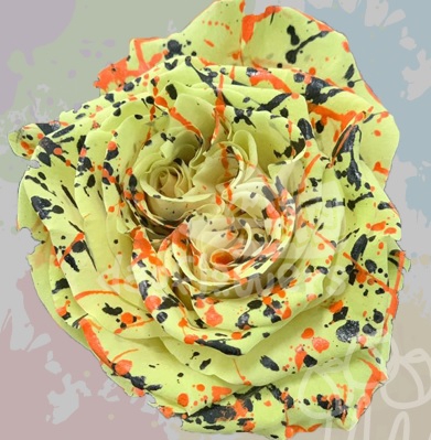 KF 40 Mavis Confetti PNT