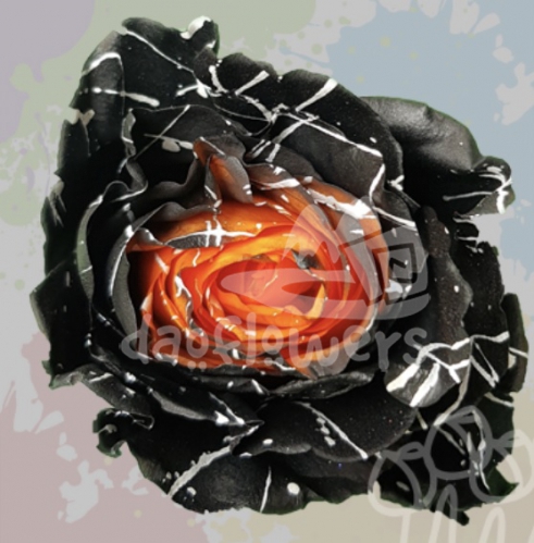 KF 30 Mistery Confetti PNT