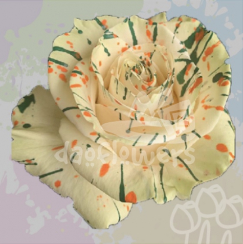 KF 15 Joy Confetti PNT