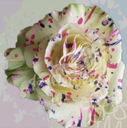 KF 06 Ice Cream Confetti PNT