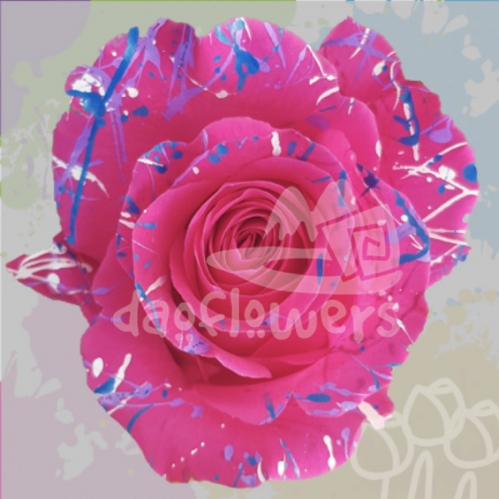 KF 35 Annet Confetti PNT