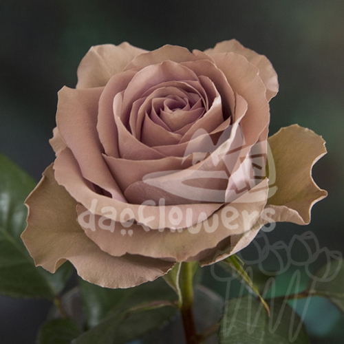 AS 01 Sweet Cake PNT