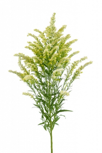 solidago romantic glory