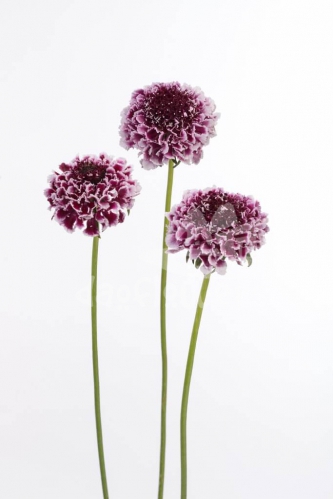 cherry vanilla scoop