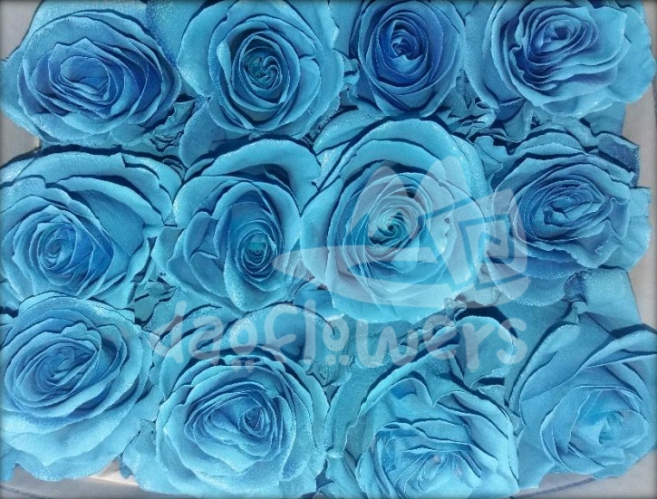 F2 light & blue fancy PNT