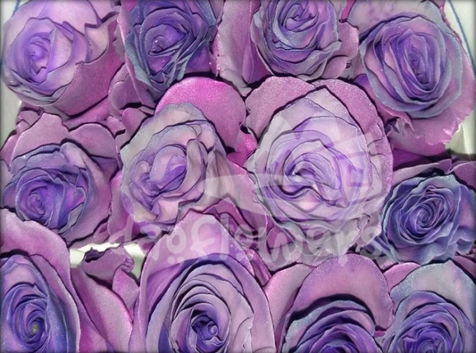 F3 purple & berry fancy PNT