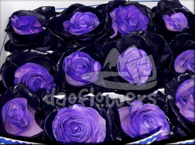 F6 purple & dark fancy PNT