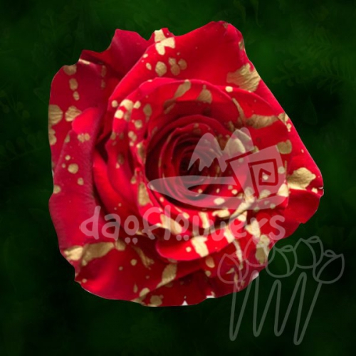 KF 18 Golden Red Confetti PNT