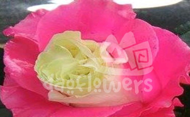 MK soul hot pink PNT