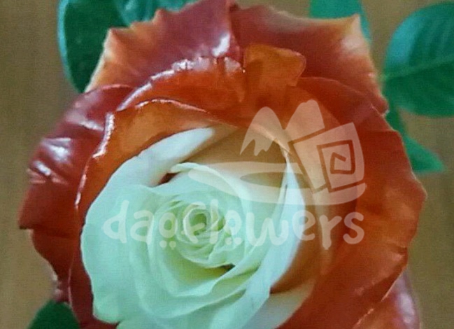 S6 soul hot orange PNT