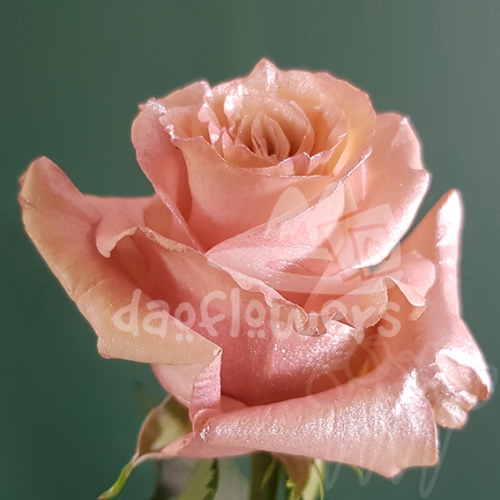 AS 47 Shiny Pearl PNT