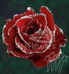 G 03 Red Silver Line PNT