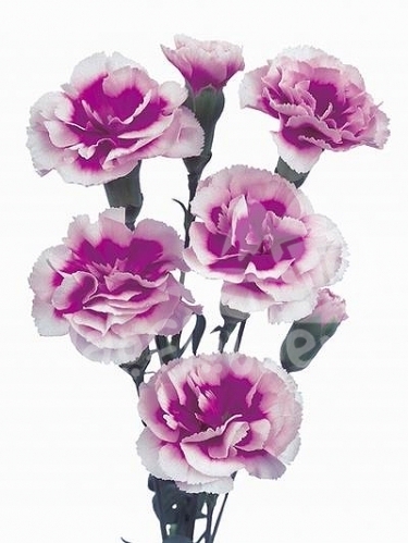 super trendy tessino*