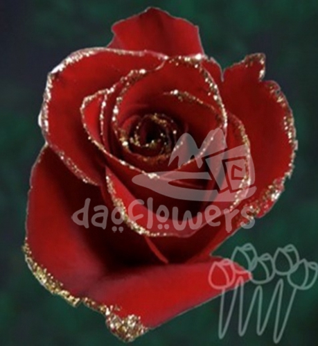 G 02 Red Gold Line PNT