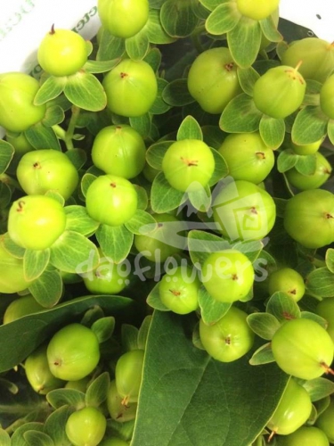 magical green renata