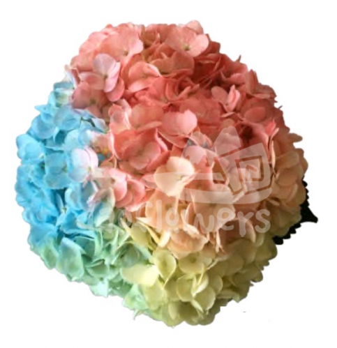 Spectrum Rainbow Marshmallow