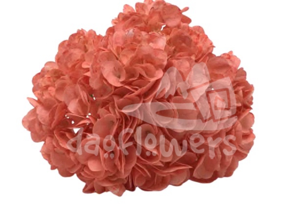 Spectrum Solid Coral