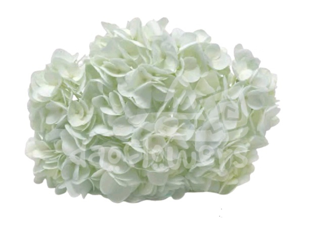 Spectrum Solid Creamy aqua