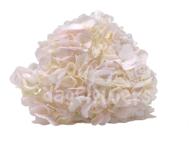 Spectrum Solid Creamy blush