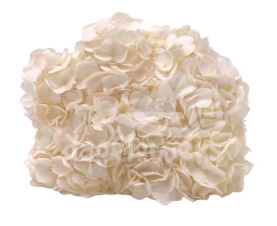 Spectrum Solid Creamy orange