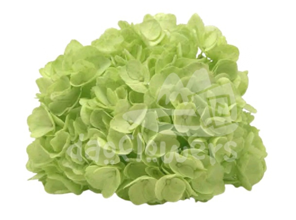 Spectrum Solid Green