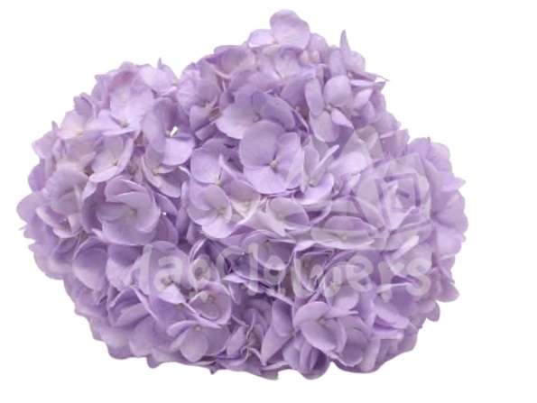 Spectrum Solid lavender