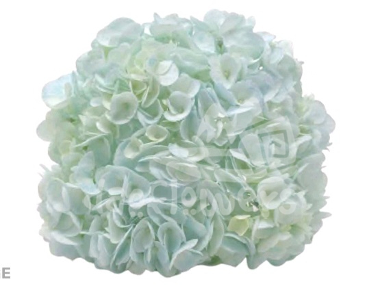 Spectrum Solid Light aqua