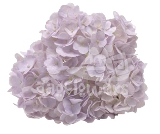 Spectrum Solid Light lavender