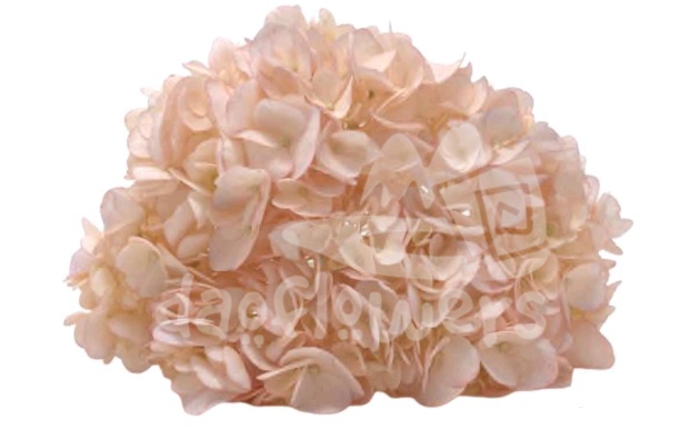 Spectrum Solid Light orange