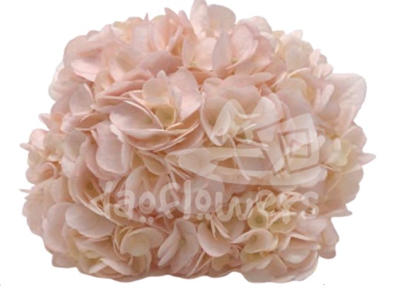 Spectrum Solid Light peach