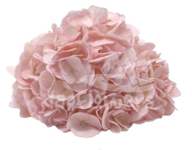 Spectrum Solid Light pink