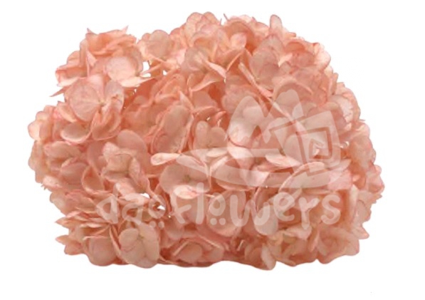 Spectrum Solid Orange