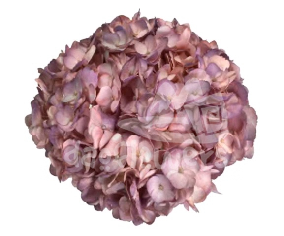 Spectrum Double Peach purple