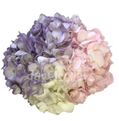 Spectrum Rainbow Macaroon