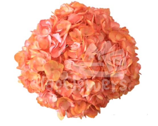 Spectrum Double Pink Orange