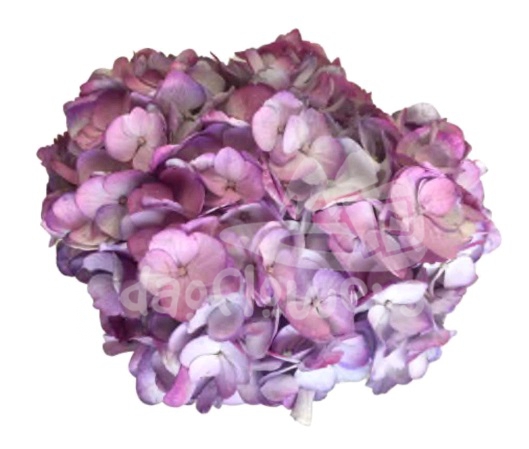 Spectrum Double Lavender purple