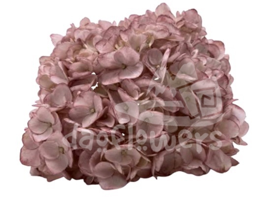 Spectrum Solid Rosewood