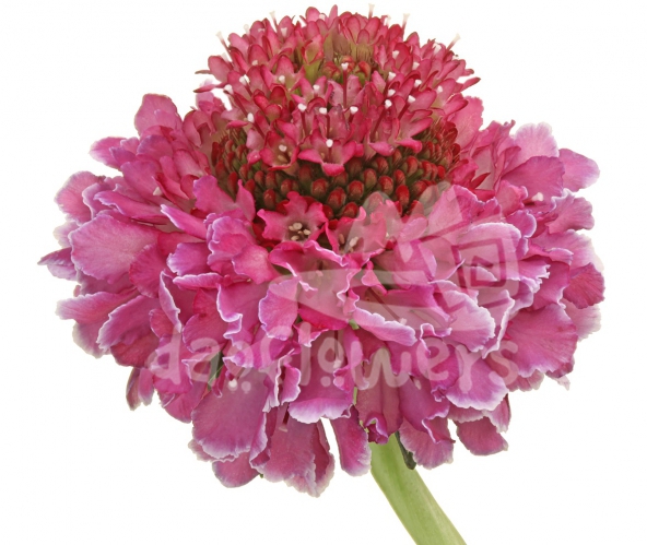 focal scoop bicolor pink